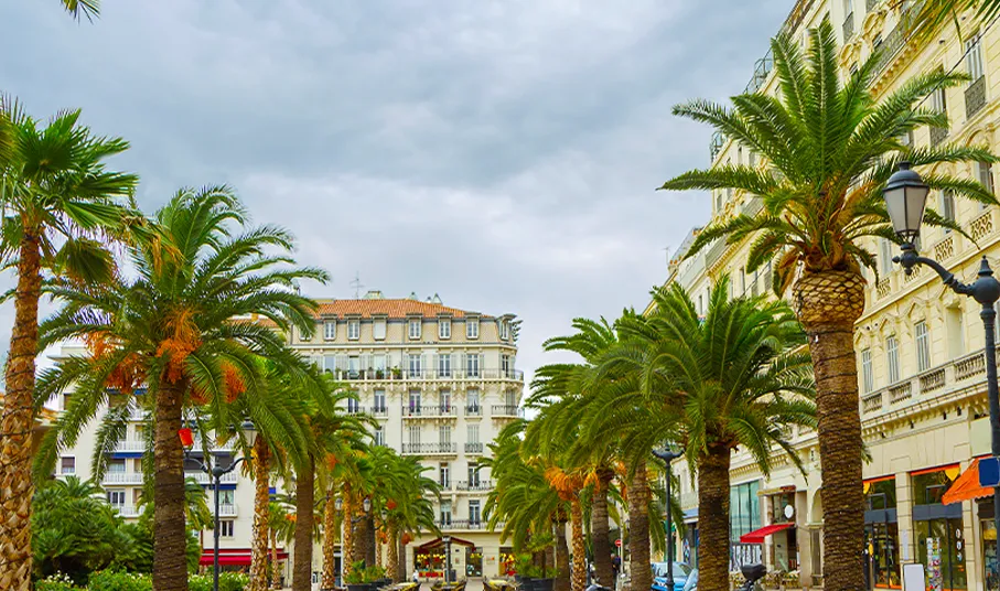 Palm trees in Toulon, France