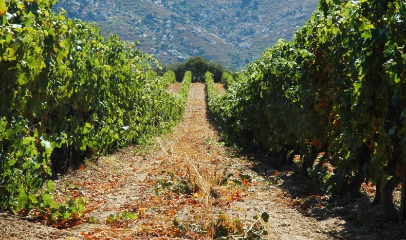 Corsica