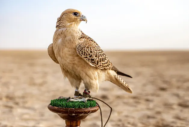 The Falcon and Saluki show