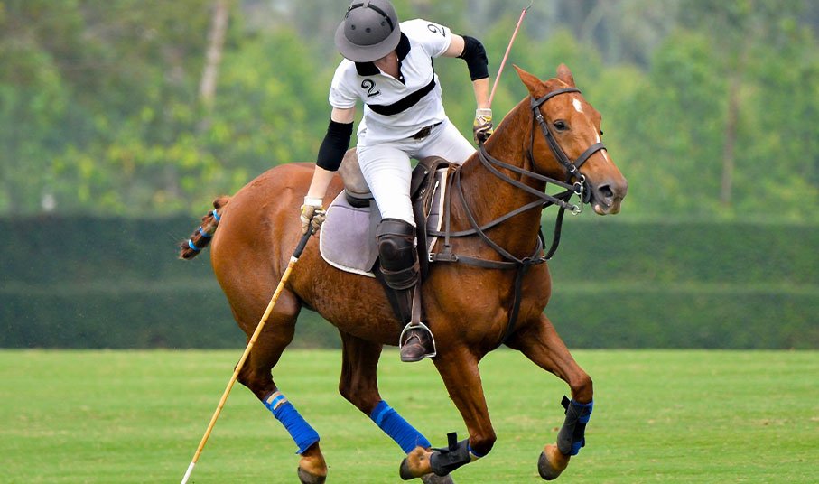 Polo Athletes - Horse and Rider