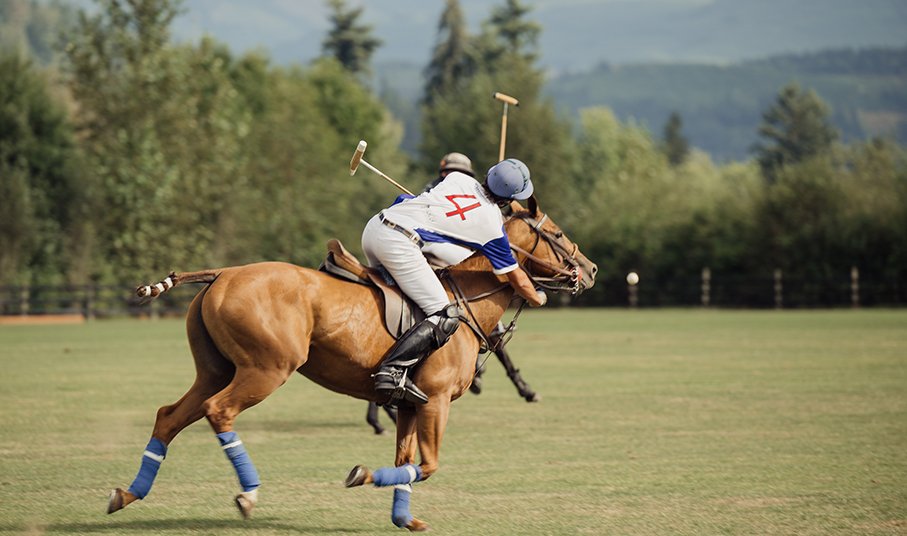 Polo Athletes - Horse and Rider