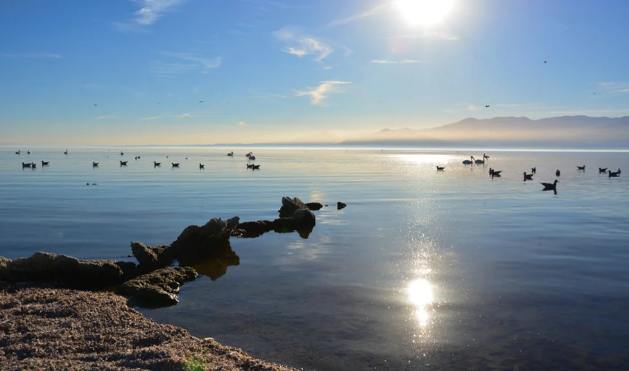 Destination Polo: Palm Springs and the Coachella Valley.