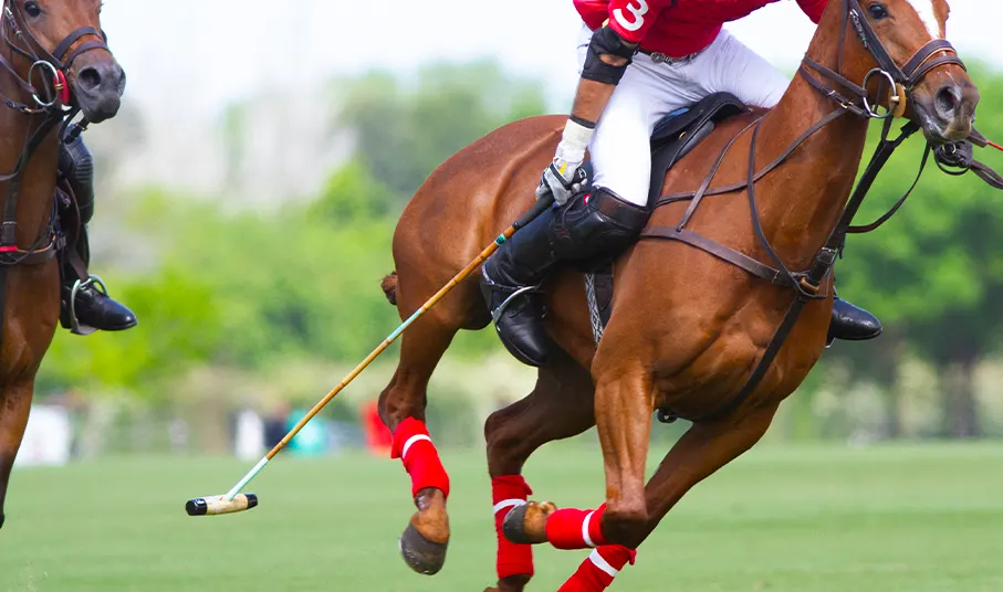 Polo Player