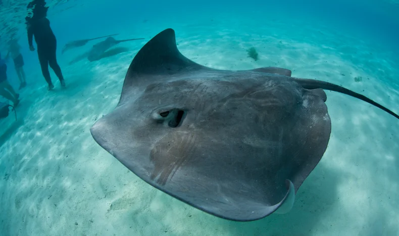 Tahitian stingray in Bora Bora