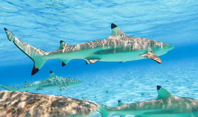 Sharks near Bora Bora